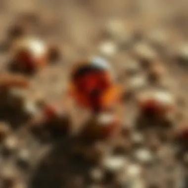 Understanding Bed Bug Behaviors Understanding bed bug behaviors