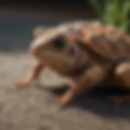 A close-up view of common critters in urban areas