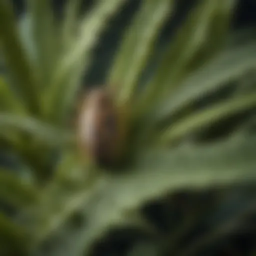 Close-up of a crown pest infestation on plant leaves