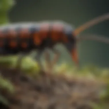 Close-up of an earwig in its natural habitat