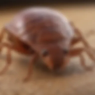 Understanding Bed Bug Biology Detailed illustration of bed bug anatomy