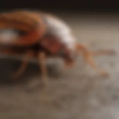 Eco-Friendly Pest Management Techniques Eco-friendly pest control methods