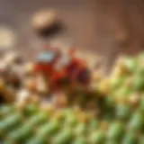 Natural ingredients for termite deterrence