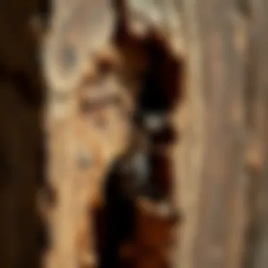 Identifying Termite Damage in Wood Identification of termite damage in wood