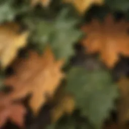 Close-up of a maple tree leaf showing signs of pest damage