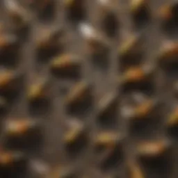 Different types of wasps identified in a natural setting