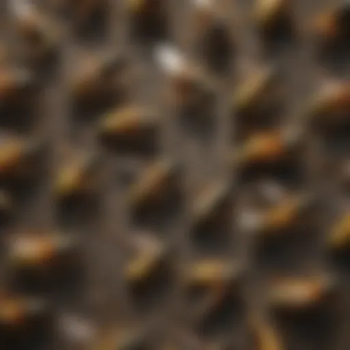 Different types of wasps identified in a natural setting