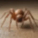 Close-up view of a brown recluse spider on a surface