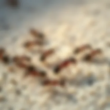 Close-up view of ants on a carpet