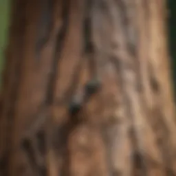 Close-up of carpenter ant damage on tree bark