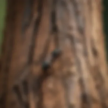 Carpenter Ant Damage on Tree Close-up of carpenter ant damage on tree bark