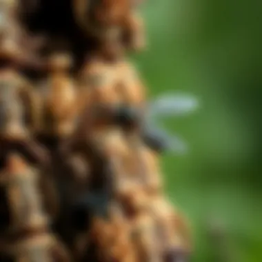 Common breeding sites for phorid flies