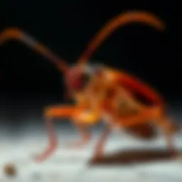 Close-up of a German cockroach on a surface