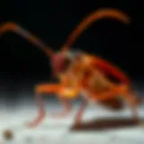 German Cockroach Identification Close-up of a German cockroach on a surface