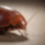 Close-up view of a cockroach egg case on a surface