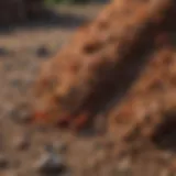 Close-up of a fire ant mound in the ground