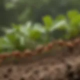 Close-up of leaf cutter ants carrying leaves