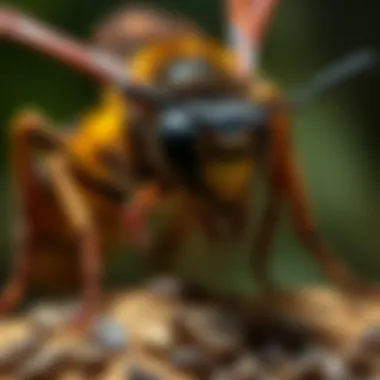 Ecological Pest Control Strategies Ecological pest control methods for hornet management