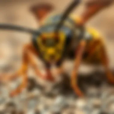 Ground Hornet Behavior Analysis Close-up of ground hornet displaying behavior