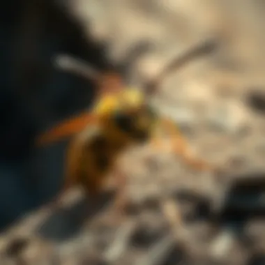 Safe Ground Hornet Removal Techniques Safe removal techniques for ground hornets