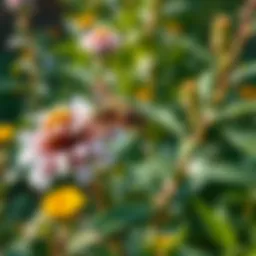 An overview of a well-maintained garden with plants that deter wasps.