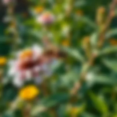 An overview of a well-maintained garden with plants that deter wasps.