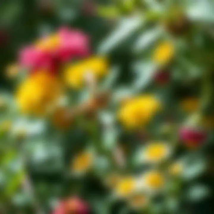 A visual guide to various wasp-repelling plants displayed together.