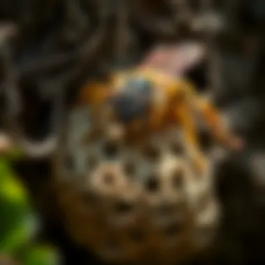 Close-up of a hornet nest in a natural setting