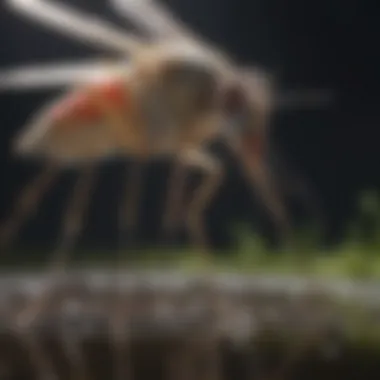 Illustration of mosquito breeding habits