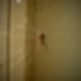 Detailed view of spider web in a corner