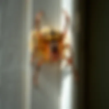 Identifying Spider Entry Points Common entry points for spiders in a home