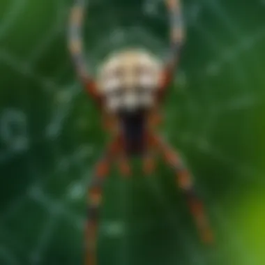 Natural Deterrent Solutions Natural spider deterrents such as essential oils