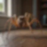 Close-up of spider in a residential setting