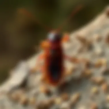 Illustration of American cockroach life cycle