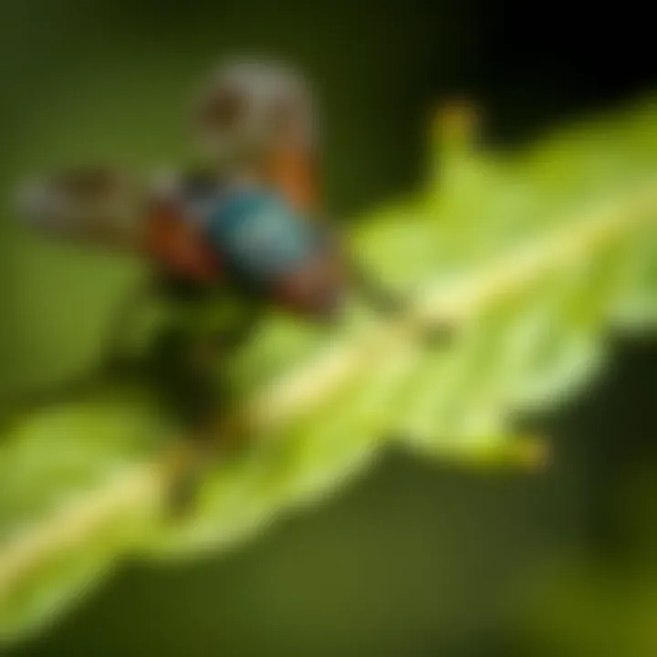 Close-up of ground fly on a leaf