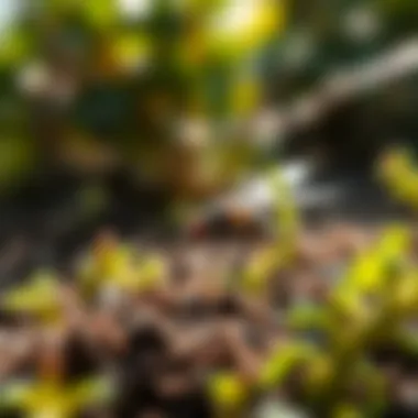 Ground fly habitat in a garden