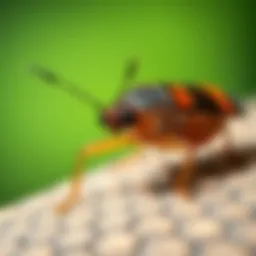 Close-up of a waterbug on a surface