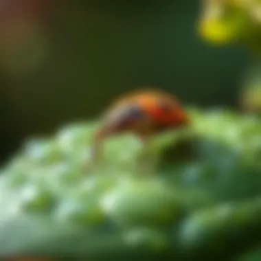 Eco-friendly methods for controlling waterbugs