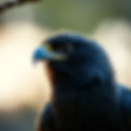 Ehrlich Bird Control: A Comprehensive Approach to Avian Management Introduction