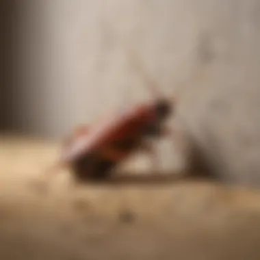 Illustration of German cockroach life cycle