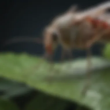 Close-up of a mosquito on a leaf