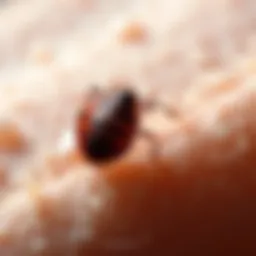 Examining Bed Bug Bites: Identification, Implications, and Management Introduction