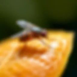 Close-up of a fruit fly on a ripe fruit