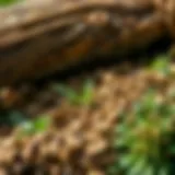 A variety of herbs known for their mouse deterrent properties