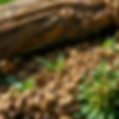 A variety of herbs known for their mouse deterrent properties