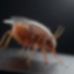 Detailed view of a flea sticky trap showcasing its adhesive surface
