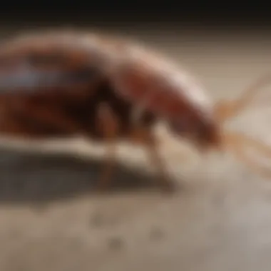 Comparison of various bed bug extermination methods