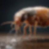 A close-up of a flea and tick fogger in action, releasing a fine mist.