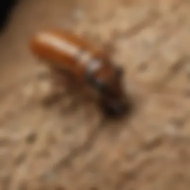 Identifying Termite Species Expert identification of termite species