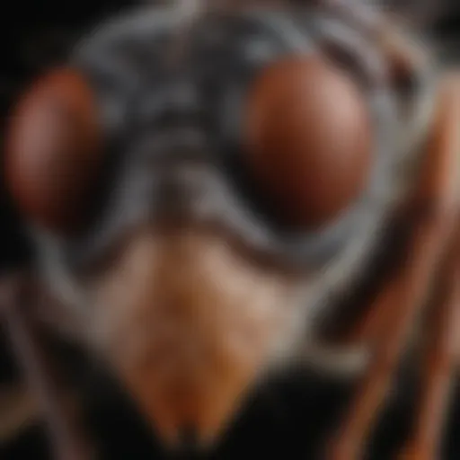 A close-up of a common pest found in Eagle Lake, Texas.